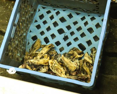 Buck Bay Shellfish Farm