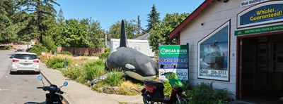 Orca Killer Whale