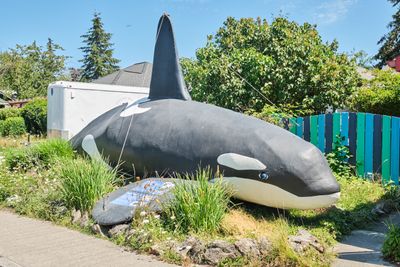 Orca Killer Whale