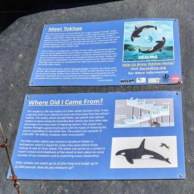 Orca Killer Whale