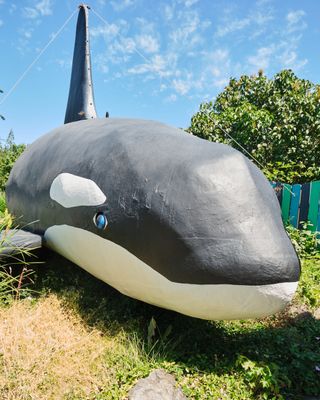 Orca Killer Whale
