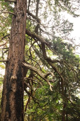 Lime Kiln Point State Park