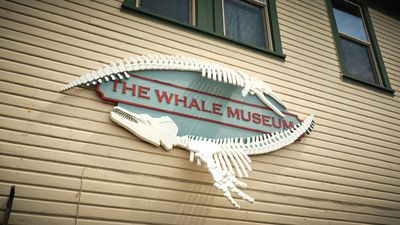 Whale Museum