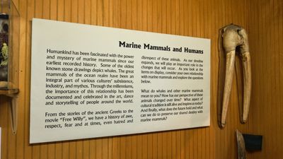 Whale Museum