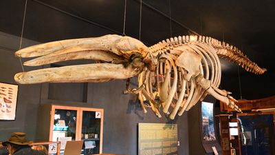 Whale Museum