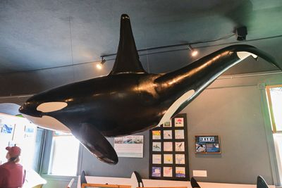 Whale Museum