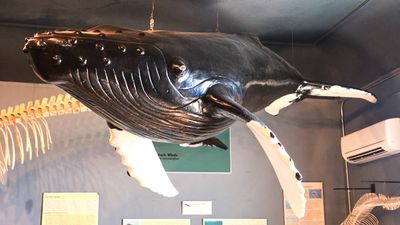 Whale Museum