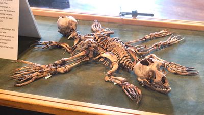Whale Museum