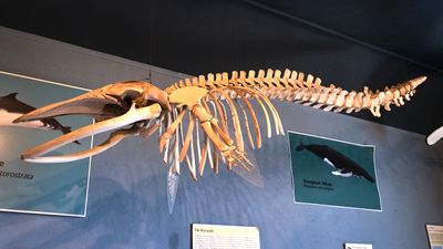 Whale Museum
