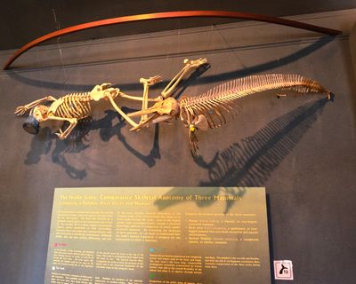 Whale Museum