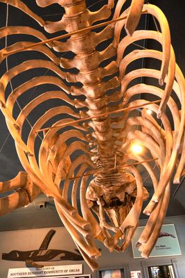 Whale Museum