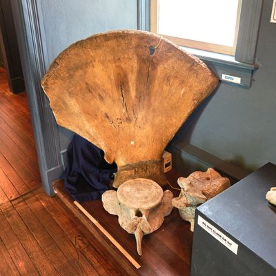 Whale Museum