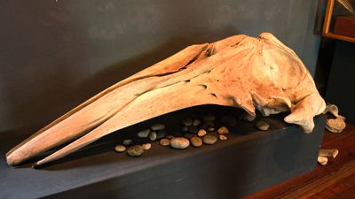 Whale Museum