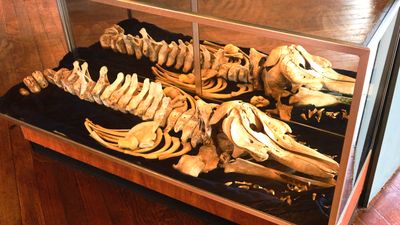 Whale Museum