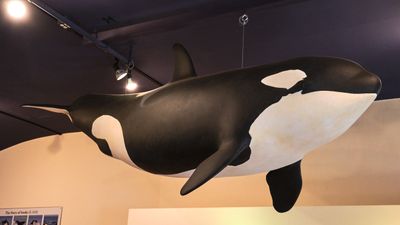 Whale Museum