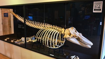 Whale Museum