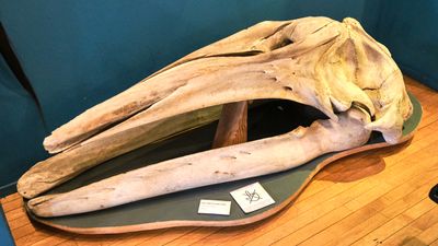 Whale Museum