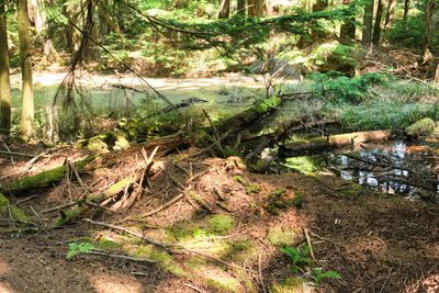 Moran State Park