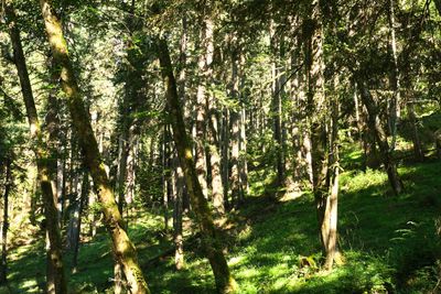 Moran State Park