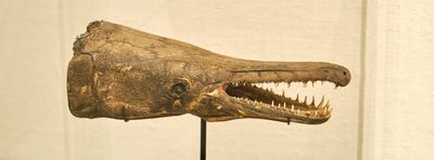 Whatcom Museum