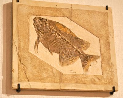 Whatcom Museum