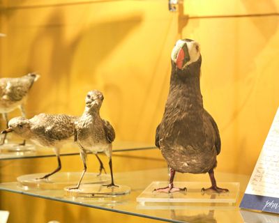 Whatcom Museum