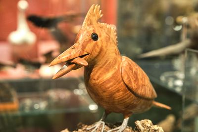 Whatcom Museum