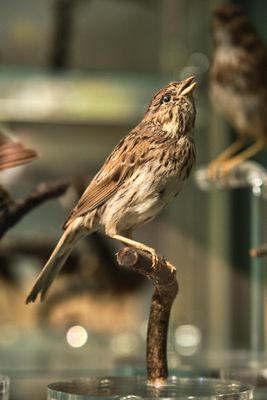 Whatcom Museum