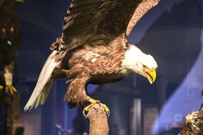 Whatcom Museum