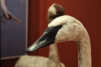 Whatcom Museum