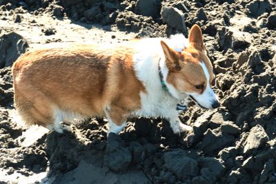Birch Bay Sand Sculpture Competition