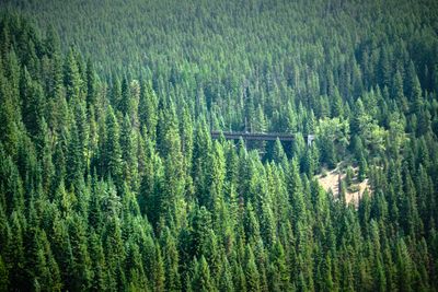 Hiawatha Trail