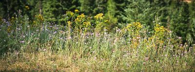 Hiawatha Trail