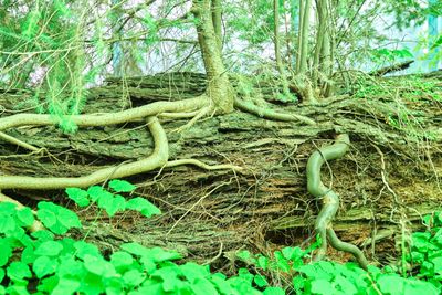 Neukom Vivarium