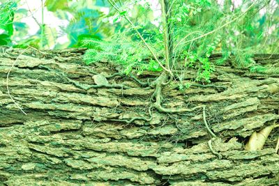 Neukom Vivarium