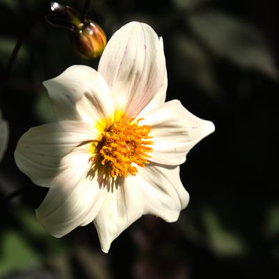 Dunn Gardens
