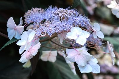 Dunn Gardens