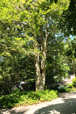 Dunn Gardens