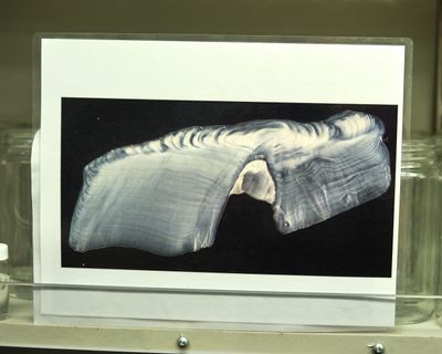 Burke Museum Ichthyology Collection