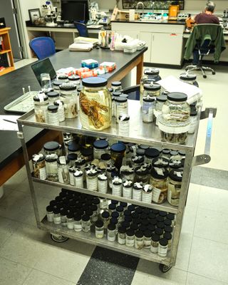 Burke Museum Ichthyology Collection