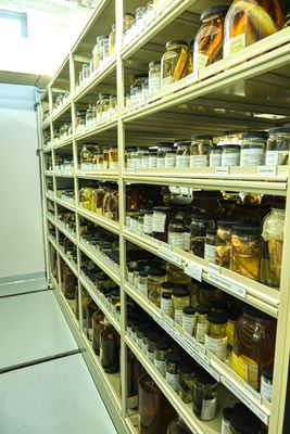 Burke Museum Ichthyology Collection