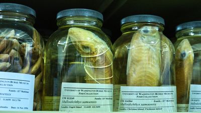 Burke Museum Ichthyology Collection