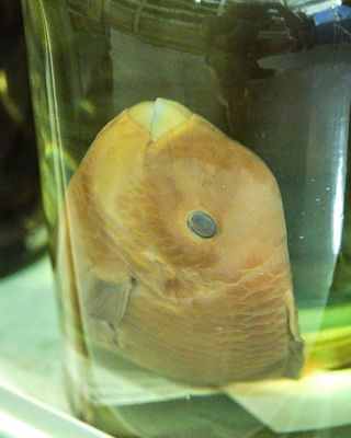 Burke Museum Ichthyology Collection
