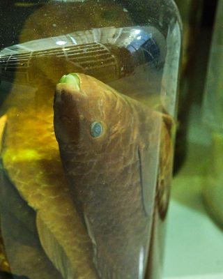 Burke Museum Ichthyology Collection