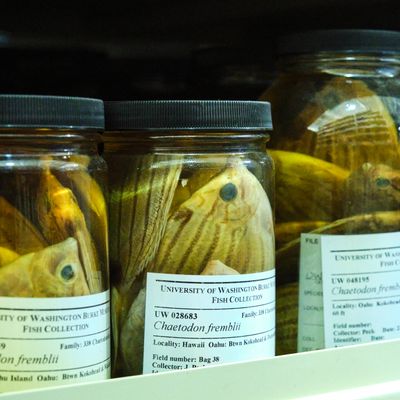 Burke Museum Ichthyology Collection