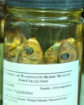 Burke Museum Ichthyology Collection