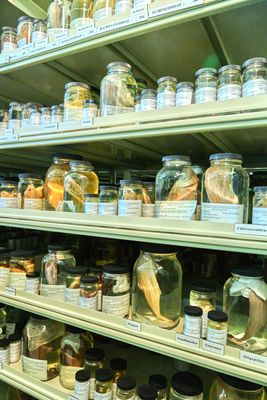 Burke Museum Ichthyology Collection