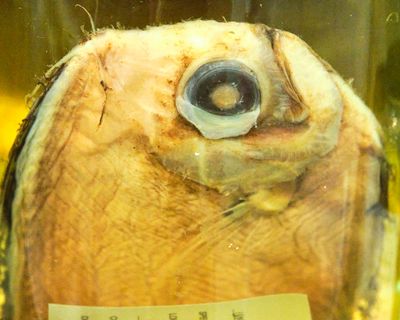 Burke Museum Ichthyology Collection