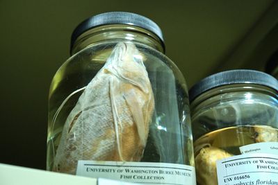 Burke Museum Ichthyology Collection