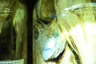 Burke Museum Ichthyology Collection